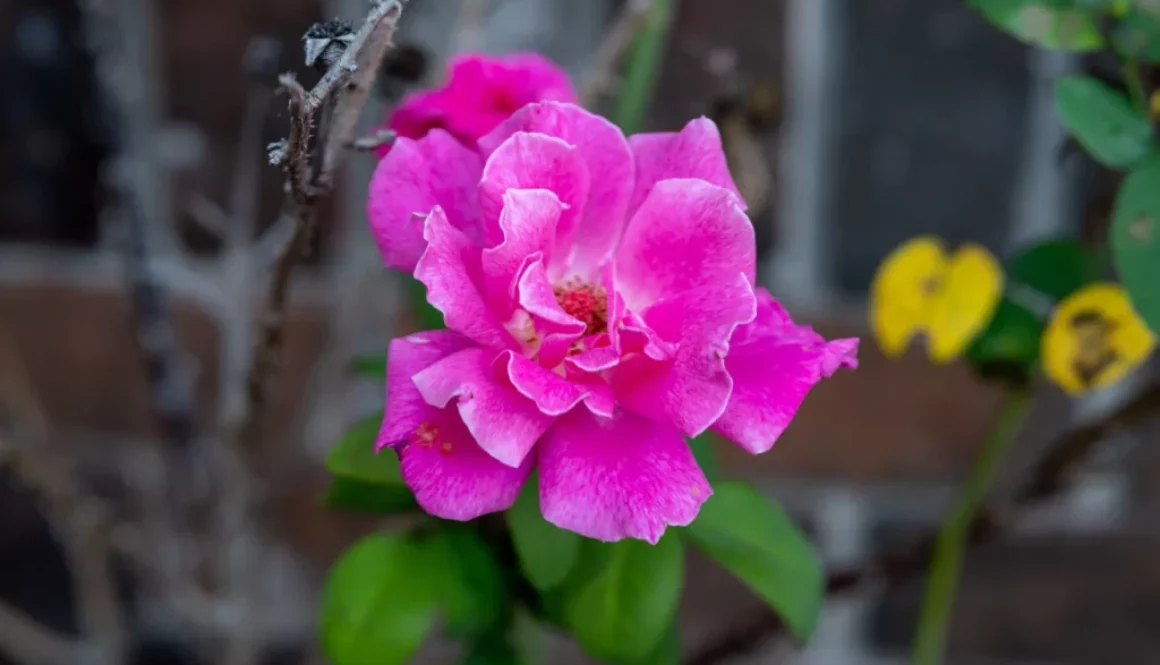 Pink Rose taken on Nikon Z30