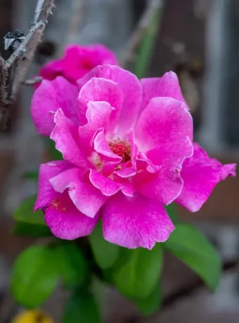 Pink Rose taken on Nikon Z30